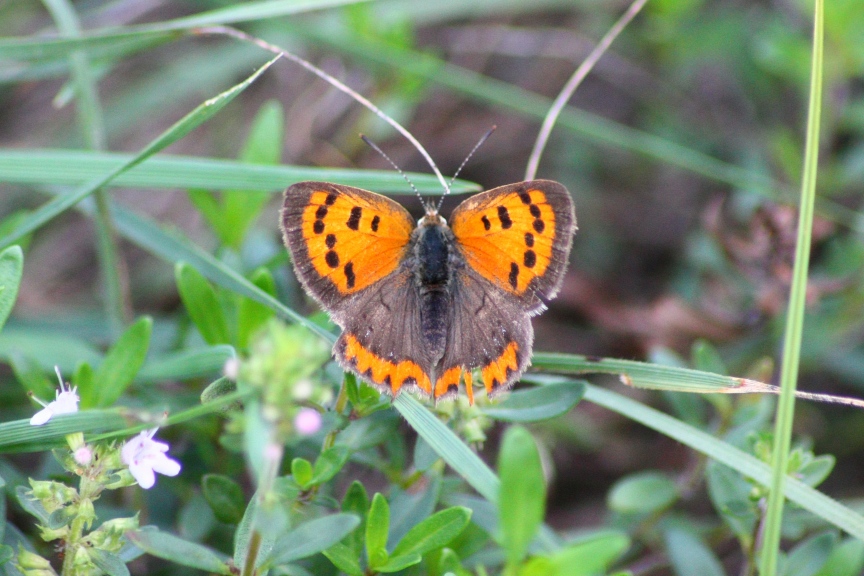 Lycaena Phlaeas ?
